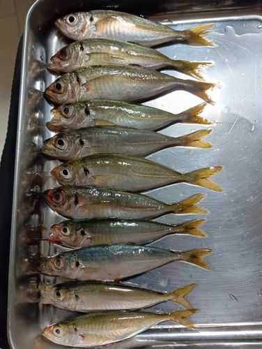 アジの釣果