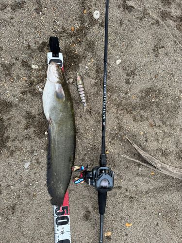 ナマズの釣果