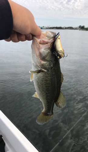 ブラックバスの釣果