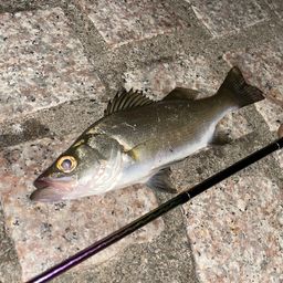 セイゴ（ヒラスズキ）