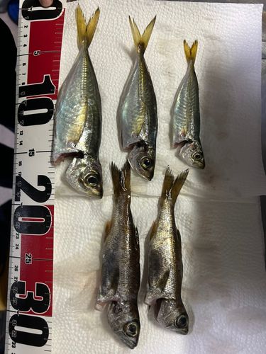 マアジの釣果