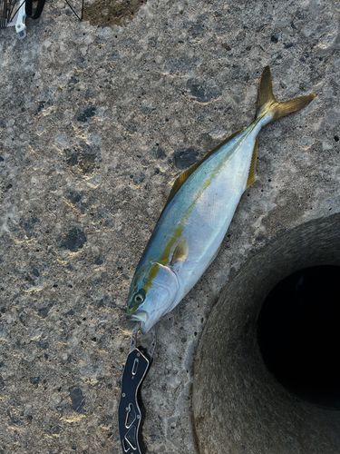 イナダの釣果