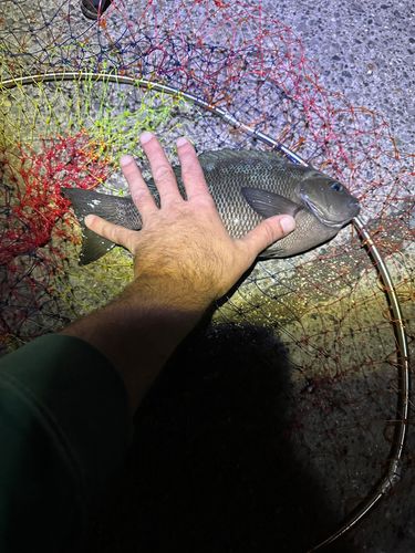 メジナの釣果
