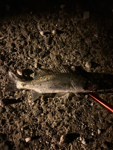 セイゴ（タイリクスズキ）の釣果