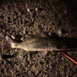 セイゴ（タイリクスズキ）