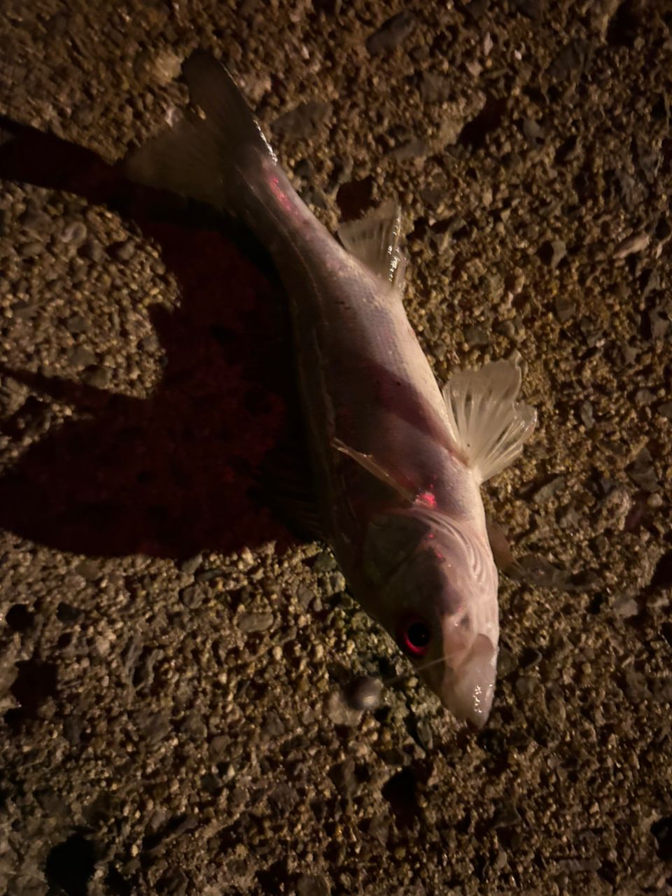 セイゴ（タイリクスズキ）