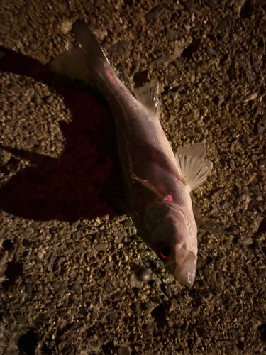 セイゴ（タイリクスズキ）の釣果