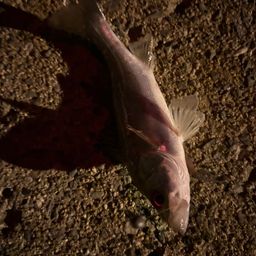 セイゴ（タイリクスズキ）