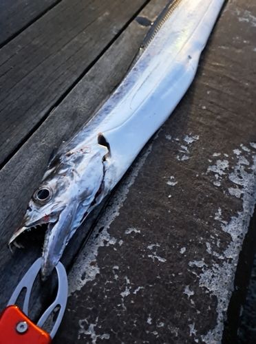 タチウオの釣果