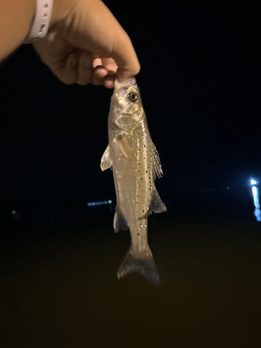 セイゴ（タイリクスズキ）の釣果