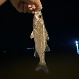 セイゴ（タイリクスズキ）