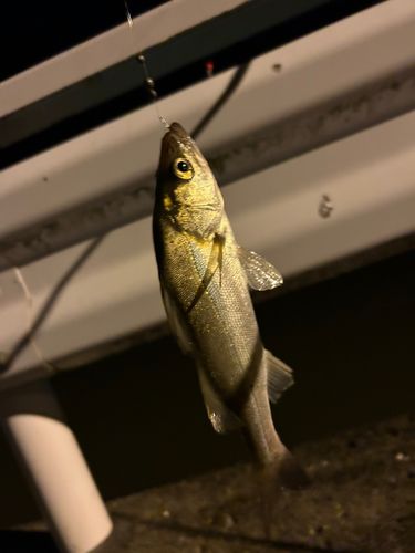 セイゴ（タイリクスズキ）の釣果