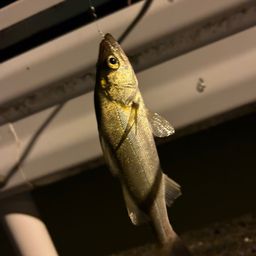 セイゴ（タイリクスズキ）