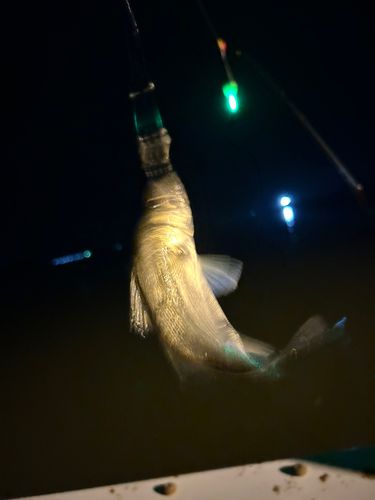 セイゴ（タイリクスズキ）の釣果