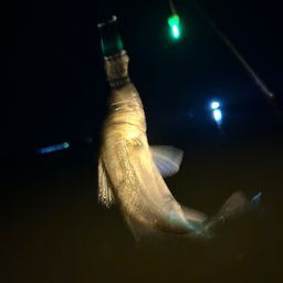 セイゴ（タイリクスズキ）