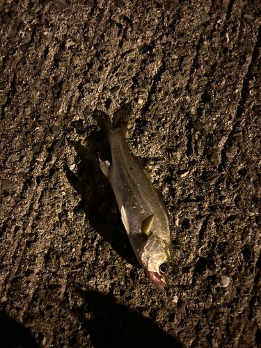 セイゴ（タイリクスズキ）の釣果