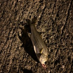 セイゴ（タイリクスズキ）