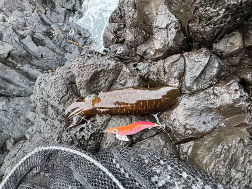 アオリイカの釣果
