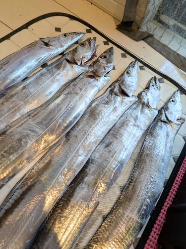 タチウオの釣果