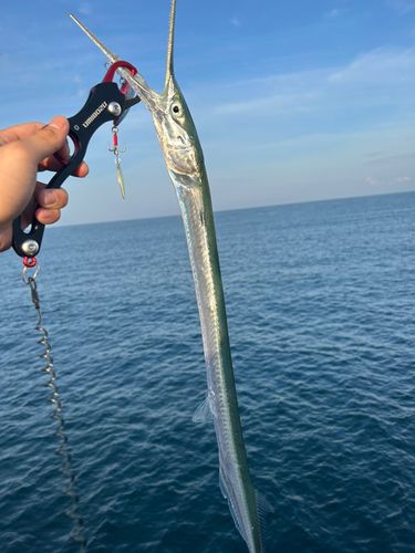 ダツの釣果