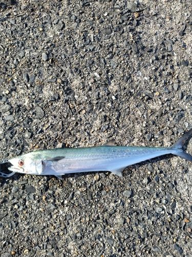 サゴシの釣果