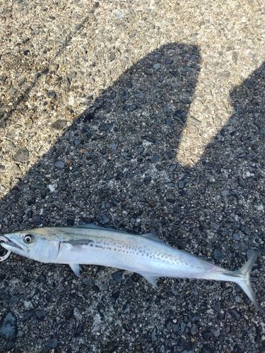 サゴシの釣果