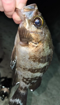 メバルの釣果