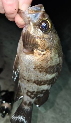 気仙沼湾