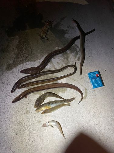 アナゴの釣果
