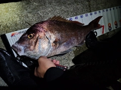 マダイの釣果