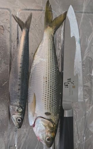 コノシロの釣果