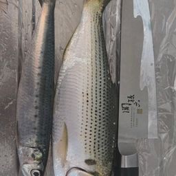 コノシロ