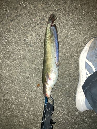ナマズの釣果