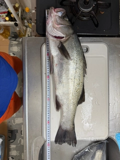 ヒラスズキの釣果