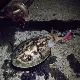 モンゴウイカ