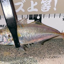 アジ