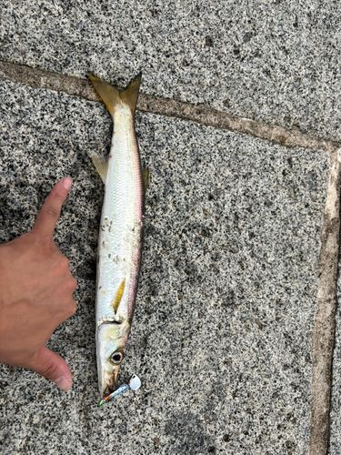 カマスの釣果