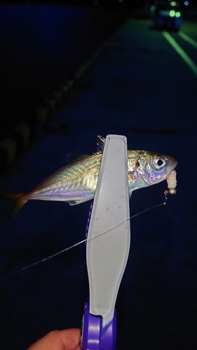 三陸海岸（岩手）