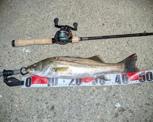 シーバスの釣果