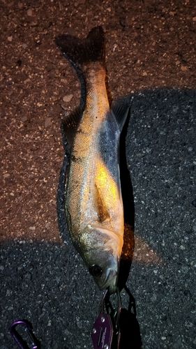 高松沖