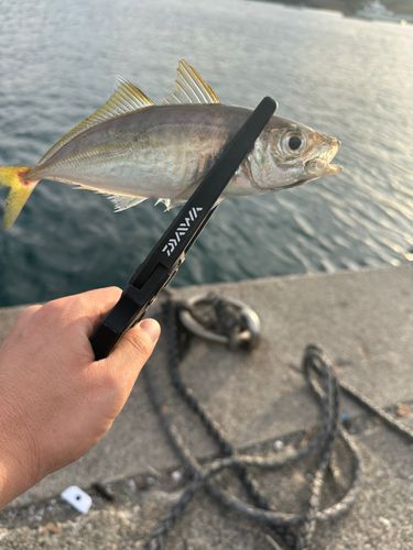 マアジの釣果