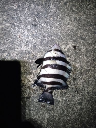 イシダイの釣果