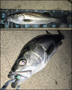 シーバスの釣果