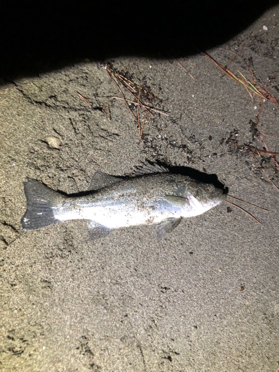 セイゴ（ヒラスズキ）