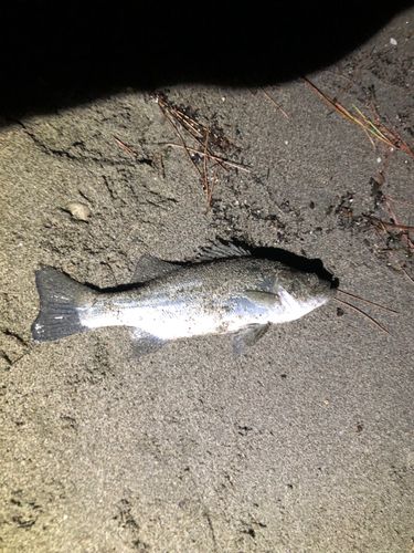 浜名湖