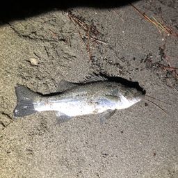 セイゴ（ヒラスズキ）