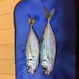 アジ