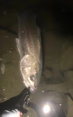 マルスズキの釣果