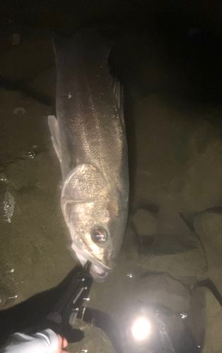 マルスズキの釣果