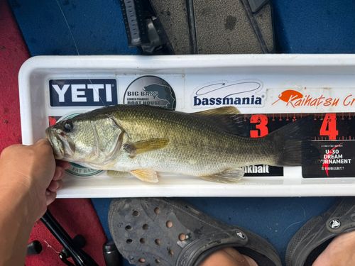 ブラックバスの釣果